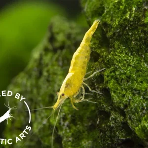 Golden Back Yellow Shrimp (Neocaridina davidi), BREDBY: Aquatic Arts