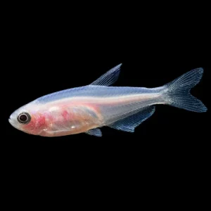 Golden Blue/Purple Emperor Tetra (Inpaichthys kerri) - Tank-Bred!