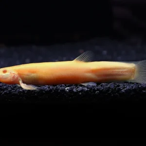 Golden Dojo Loach (Misgurnus anguillicaudatus) – Tank-Bred
