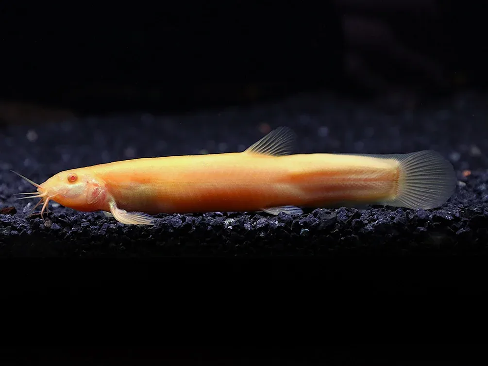 Golden Dojo Loach (Misgurnus anguillicaudatus) – Tank-Bred