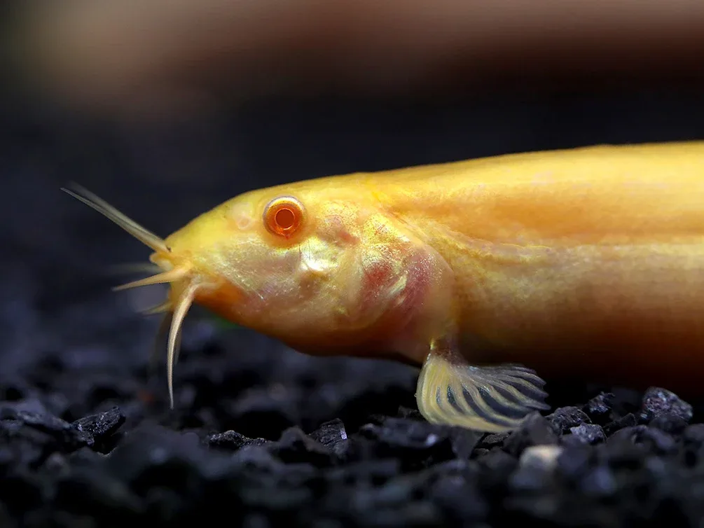 Golden Dojo Loach (Misgurnus anguillicaudatus) – Tank-Bred - Image 2