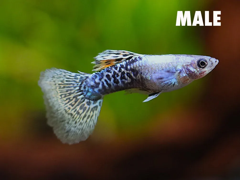 Golden Dragon Guppy (Poecilia reticulata) – Tank-Bred - Image 2