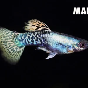 Golden Dragon Guppy (Poecilia reticulata) – Tank-Bred