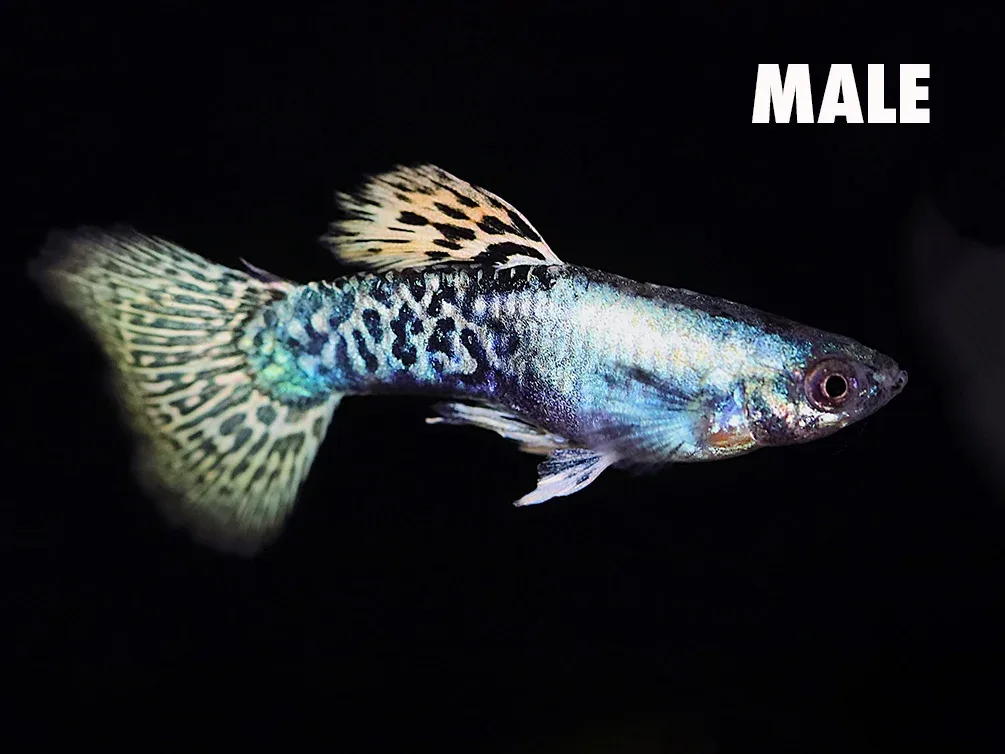 Golden Dragon Guppy (Poecilia reticulata) – Tank-Bred