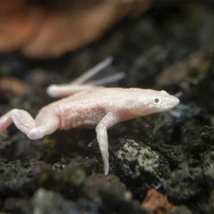 Golden Dwarf African Frog (Hymenochirus curtipes), Tank-Bred
