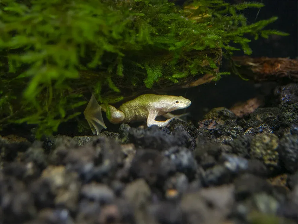 Golden Dwarf African Frog (Hymenochirus curtipes), Tank-Bred - Image 2