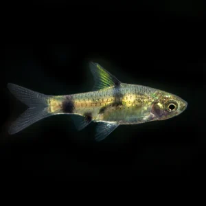 Golden Dwarf Barb (Pethia gelius), Tank-Bred!!!
