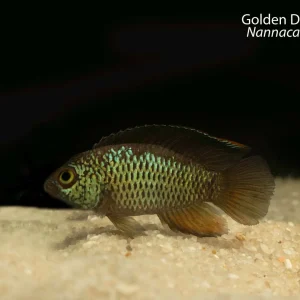 Golden Dwarf Cichlid (Nannacara anomala)