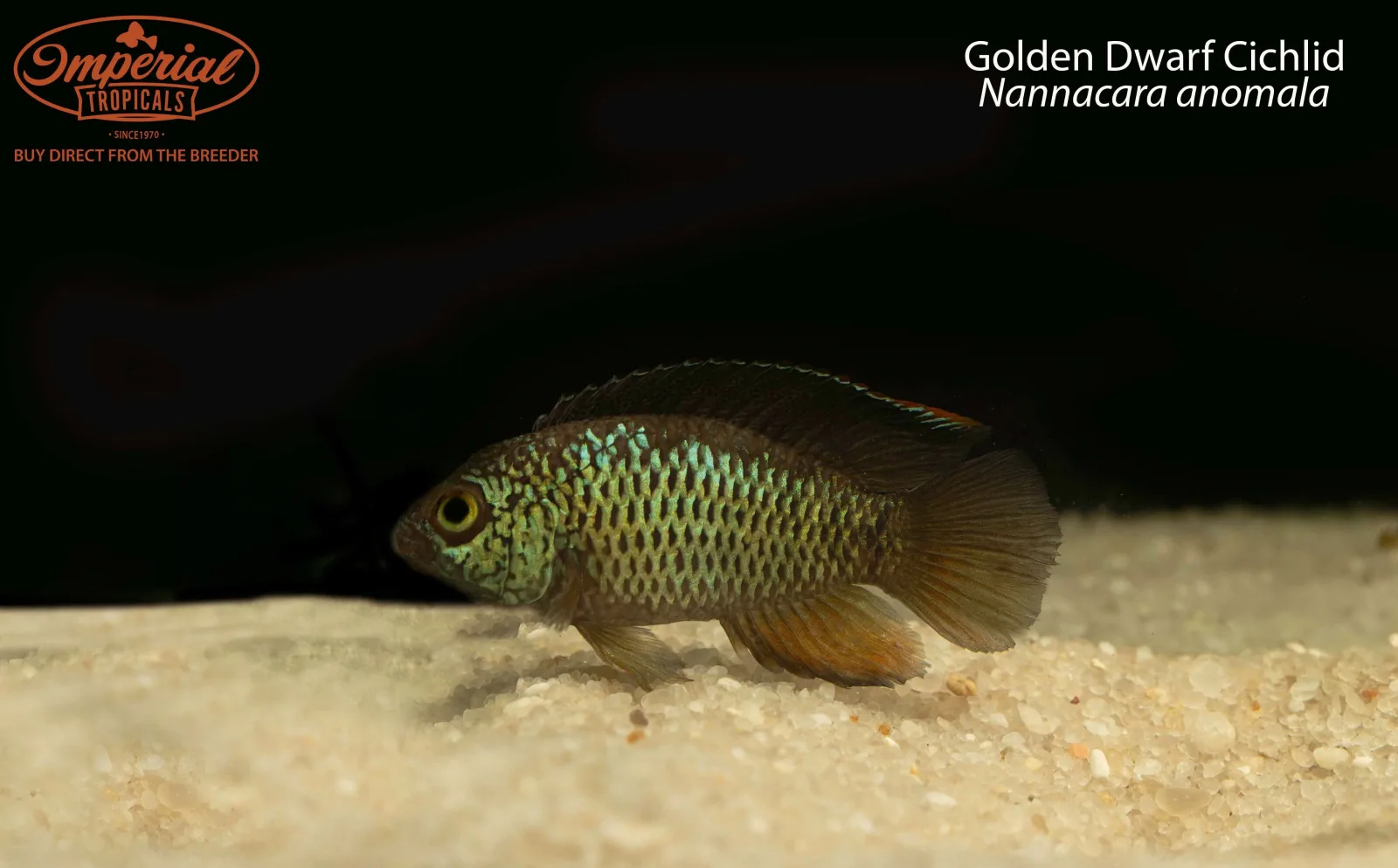 Golden Dwarf Cichlid (Nannacara anomala)
