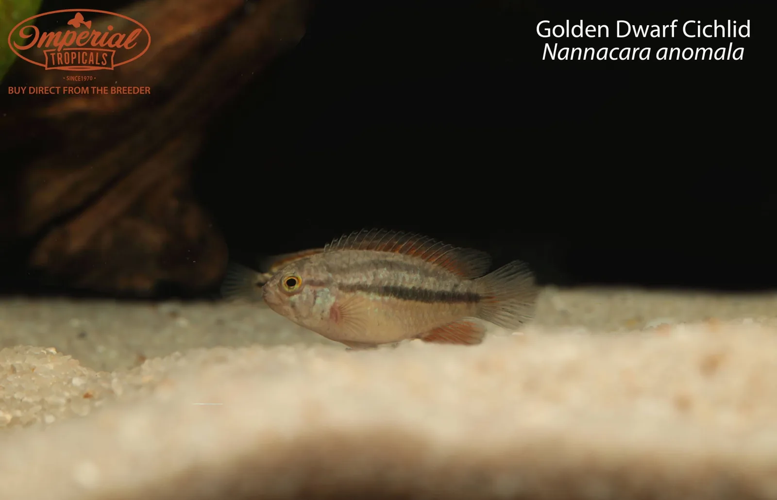 Golden Dwarf Cichlid (Nannacara anomala) - Image 2