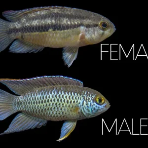 Golden Dwarf Cichlid (Nannacara anomala), - Tank Bred