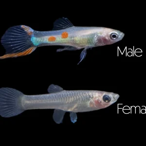 Golden Endler’s Livebearer (Poecilia wingei), Tank-Bred!