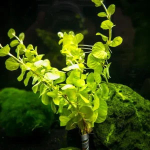 Golden Lloydiella AKA Golden Creeping Jenny (Lysimachia nummularia "Aura"), bunch