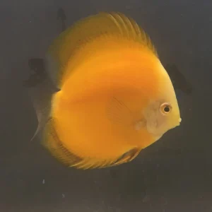 Golden Melon Discus