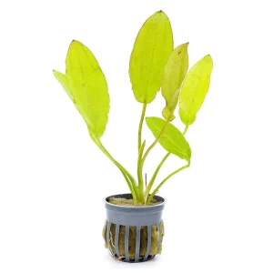 Golden Melon Sword Plant (echinodorous Osiris)