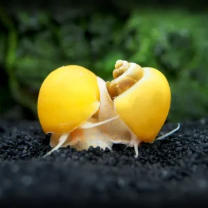 Golden Mystery Snails (Pomacea bridgesii) - Tank-Bred!