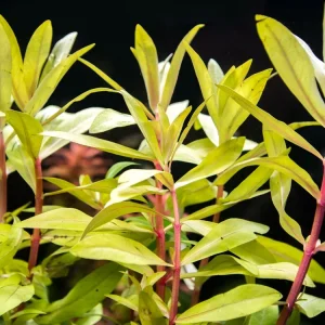 Golden Nesaea (Nesaea pedicellata "Golden"), Bunch w/Lead