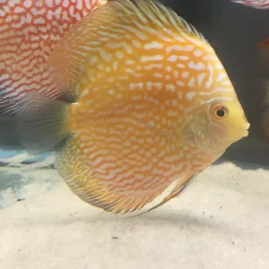 Golden Pigeon Discus