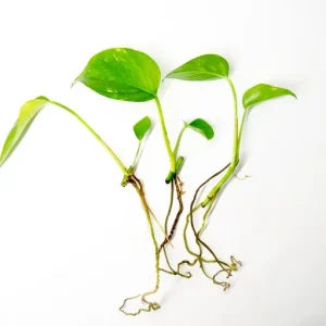 Golden Pothos (Epipremnum aureum), Bare Root