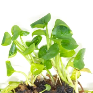 Golden Pothos (Epipremnum aureum) Tissue Culture