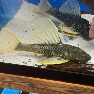 Golden Sailfin Pleco Phase 2 (Hypostomus luteus)