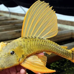 Golden Sailfin Pleco Phase 3 (Hypostomus luteus)