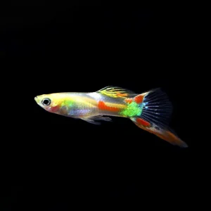 Golden Sword Guppy (Poecilia reticulata) - Tank Bred