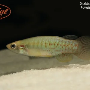 Golden Topminnow (Fundulus chrysotus)