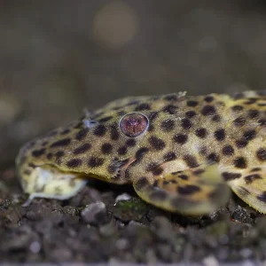 Golden Vampire Pleco (Leporacanthicus sp.)