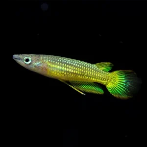 Golden Wonder Killifish (Aplocheilus lineatus) - Tank-Bred!