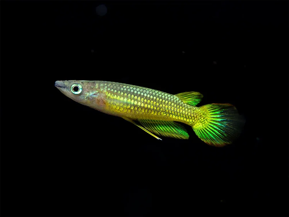 Golden Wonder Killifish (Aplocheilus lineatus) - Tank-Bred!