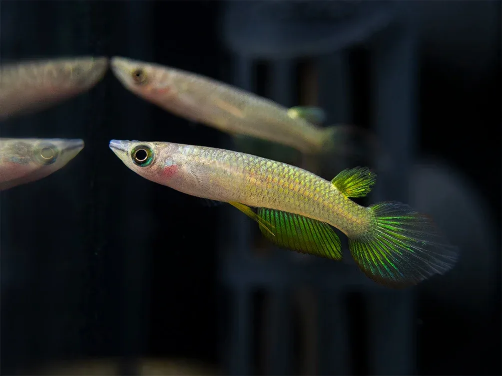 Golden Wonder Killifish (Aplocheilus lineatus) - Tank-Bred! - Image 2