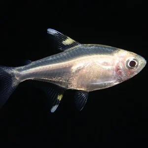 Golden X-Ray Tetra (Pristella maxillaris), Tank Bred