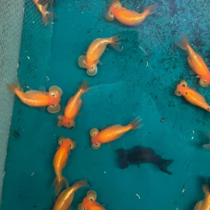 Goldfish - Bubble Eye Asst. 2-3"