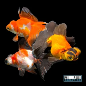 Goldfish - Butterfly Telescope China Asst. 3.5-4in