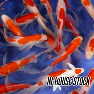 Goldfish - Comet Sarasa