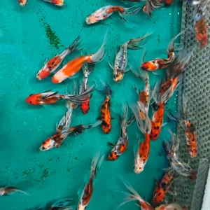 Goldfish - Fan Calico Imported