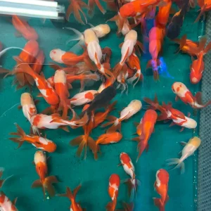 Goldfish - Oranda Imported Asst.