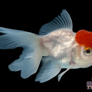 Goldfish - Oranda Redcap Imported