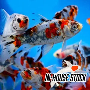 Goldfish - Shubunkin