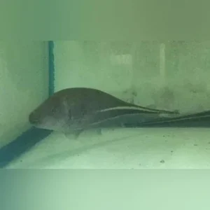 Goldline Knifefish