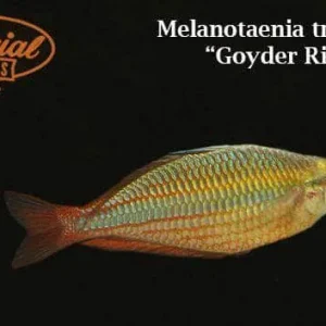 Goyder River Rainbowfish