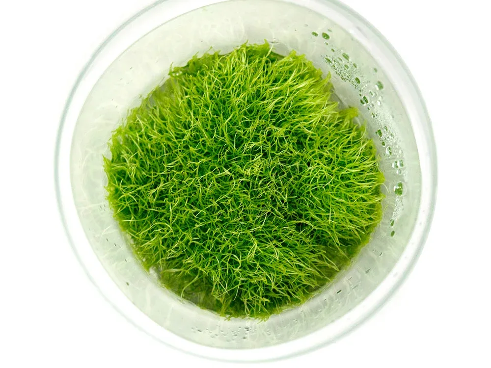 Grass Leaved Bladderwort (Utricularia graminifolia) Tissue Culture - Image 2