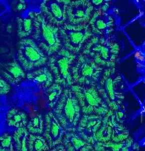 Green Acanthastrea Coral