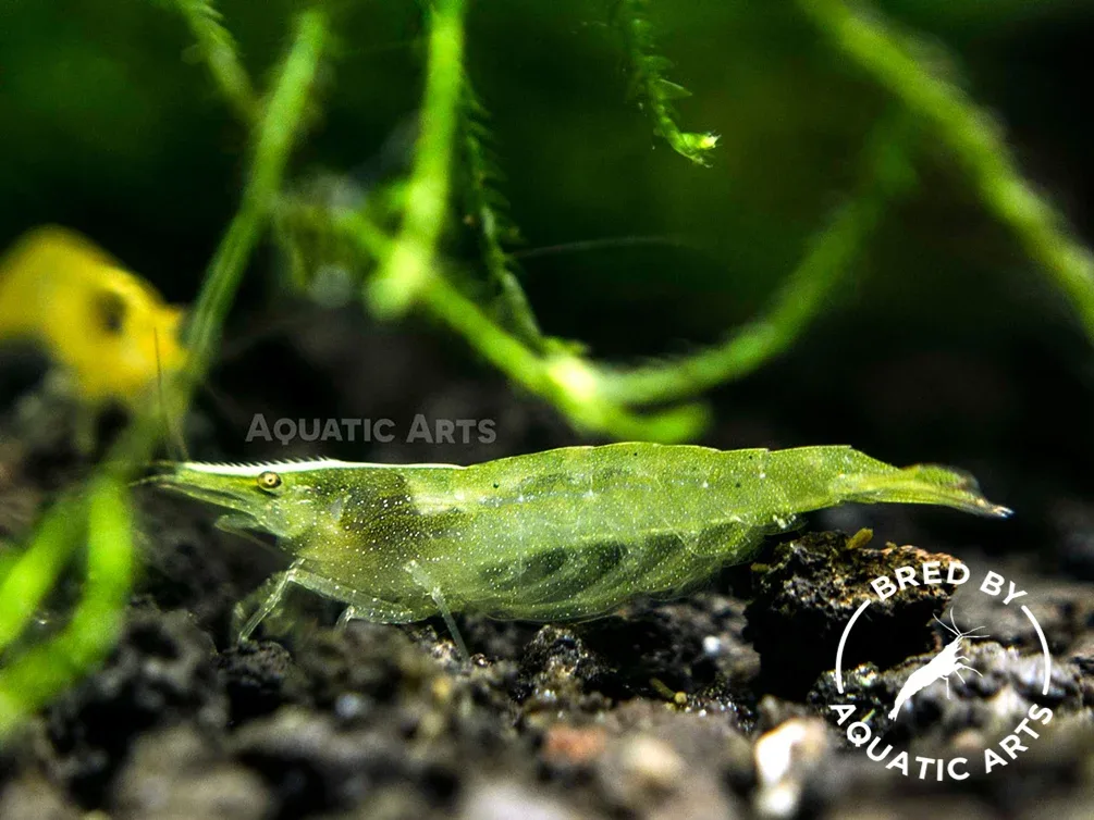 Green Babaulti Shrimp (Caridina cf. babaulti) BREDBY: Aquatic Arts - Image 2