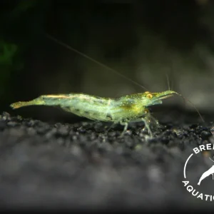 Green Babaulti Shrimp (Caridina cf. babaulti) BREDBY: Aquatic Arts