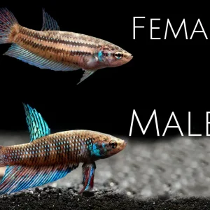 Green Betta mahachaiensis - Tank Bred
