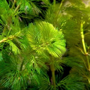 Green Cabomba (Cabomba caroliniana), Bunched