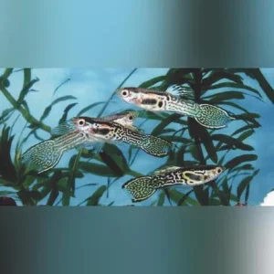 Green Cobra Endler – Male