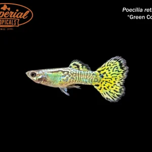 Green Cobra Guppy